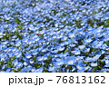 ネモフィラ 76813162