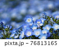 ネモフィラ 76813165