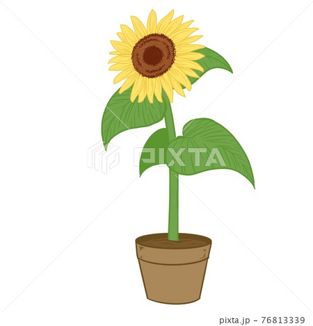 ひまわりの鉢植え01のイラスト素材 ひまわりの鉢植え01のイラスト素材
