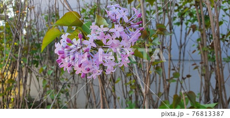 花 万 木 76813387