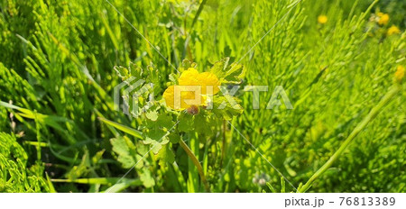 花 背景 植物 76813389