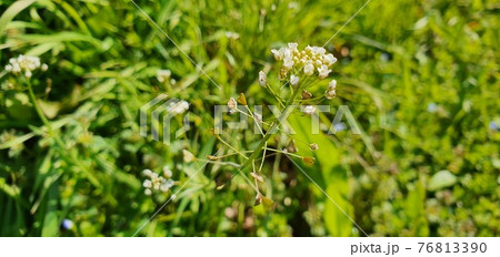 植物 万 葉 76813390