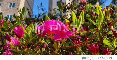 花 空 植物 76813391