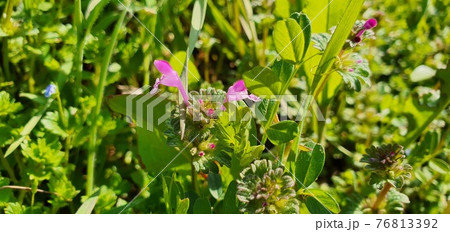 万 葉 植物 76813392