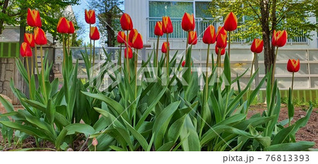花 花畑 チューリップ 76813393