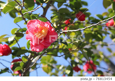 つばき 椿 赤い花 鮮やか かわいい 美しい きれい 花びら 冬 明るい の写真素材