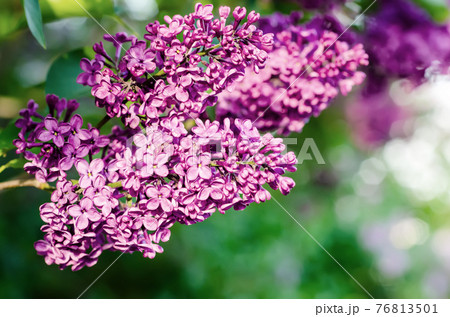 Spring lilac flowers 76813501