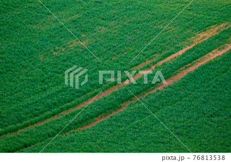 Green grass field background Green grass field background 76813538