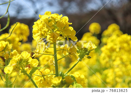 菜の花 菜花 黄色 花畑 淡い 美しい かわいい 花びら 春 晴れた 花 イエロー の写真素材