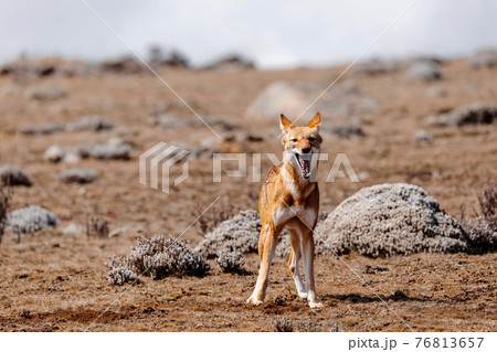 hunting ethiopian wolf, Canis simensis, Ethiopia hunting ethiopian wolf, Canis simensis, Ethiopia 76813657