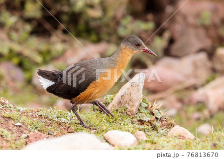 bird Rouget's Rail, Bale Mountain Ethiopia 76813670