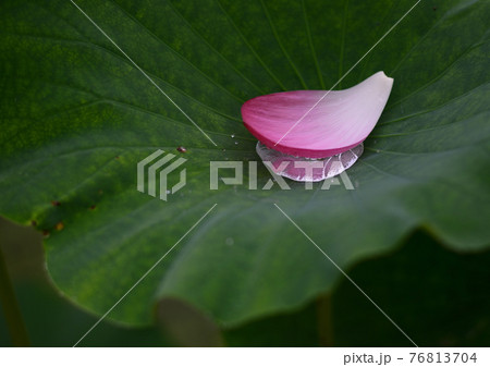 花ハス 花ハス 76813704