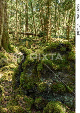 (山梨県)青木ヶ原樹海に生える苔 (山梨県)青木ヶ原樹海に生える苔 76813895