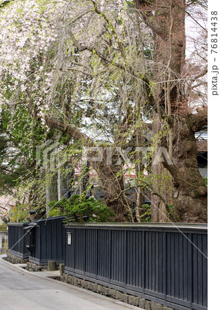 武家屋敷通りの枝垂れ桜 角館 武家屋敷通りの枝垂れ桜 角館 76814438