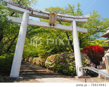 京都 東山 宗忠神社のヒラドツツジ 京都 東山 宗忠神社のヒラドツツジ 76814681
