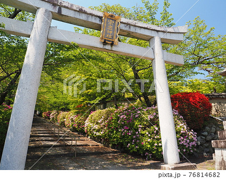 京都　東山　宗忠神社のヒラドツツジ 76814682