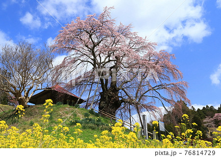 上石の不動ザクラ2021 76814729