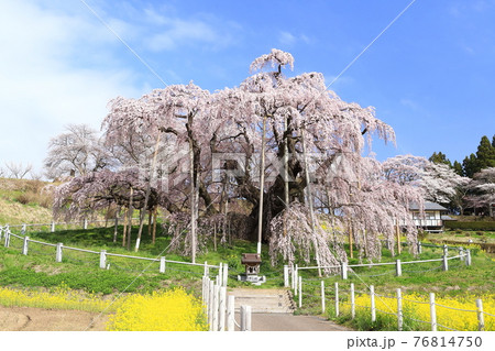 三春滝桜2021 76814750