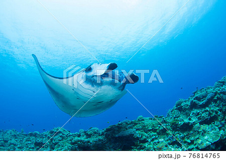 マンタ 76814765