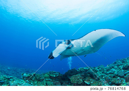 マンタ マンタ 76814768