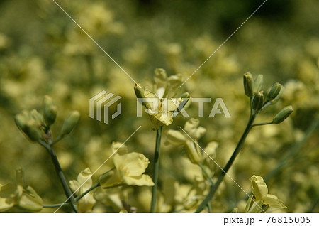 カリフラワーの花 76815005