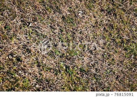 冬の枯れた芝生を上から撮影の写真素材