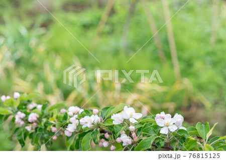 雨の日に咲く 満開の姫リンゴの花 雨の日に咲く 満開の姫リンゴの花 76815125