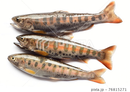 丹沢で釣った天然のヤマメを3尾一緒に白バックで撮った 丹沢で釣った天然のヤマメを3尾一緒に白バックで撮った 76815271