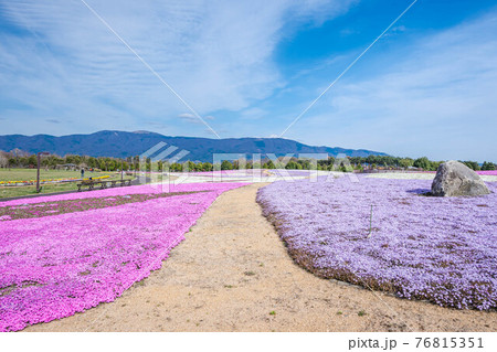 公園の芝桜 公園の芝桜 76815351