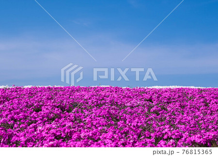 ピンクの芝桜 76815365