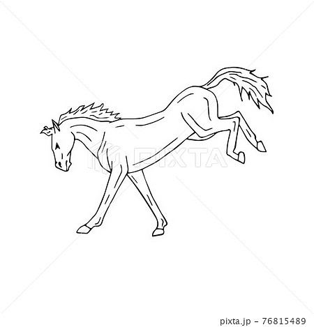 Vector hand drawn doodle sketch horse kicking Vector hand drawn doodle sketch horse kicking 76815489