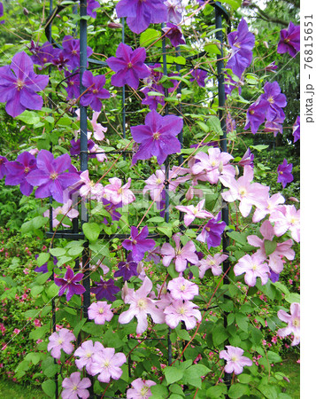 クレマチス（鉄線） 76815651