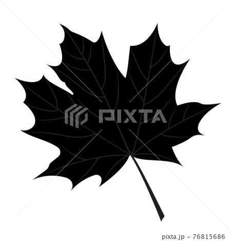 Maple leaf silhouette. Vector illustration of an element for decoration and design. 76815686