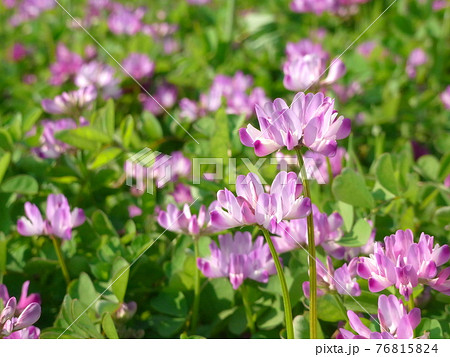 レンゲソウ 76815824