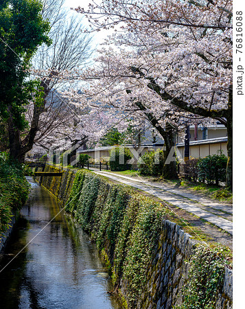 京都 桜満開の哲学の道の写真素材