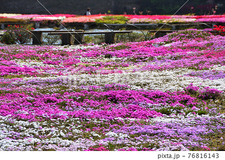 芝桜、シバザクラ 芝桜、シバザクラ 76816143