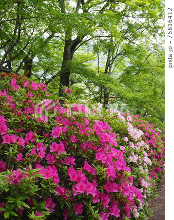 京都　東山　宗忠神社のヒラドツツジ 76816412