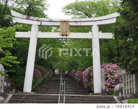 京都 東山 宗忠神社のヒラドツツジ 京都 東山 宗忠神社のヒラドツツジ 76816414