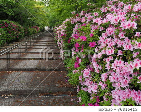 京都　東山　宗忠神社のヒラドツツジ 76816415