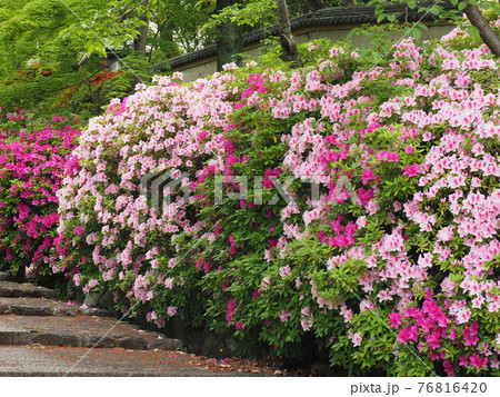 京都 東山 宗忠神社のヒラドツツジ 京都 東山 宗忠神社のヒラドツツジ 76816420