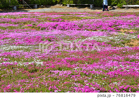 芝桜、シバザクラ 芝桜、シバザクラ 76816479