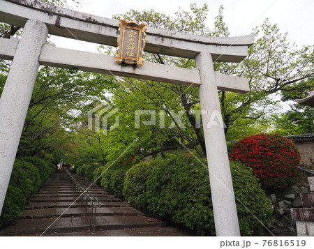 京都 東山 宗忠神社のツツジ 京都 東山 宗忠神社のツツジ 76816519