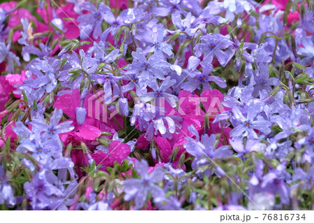 オーキントンブルーアイ　淡いブルーの芝桜　（高知県　大川村）	 76816734