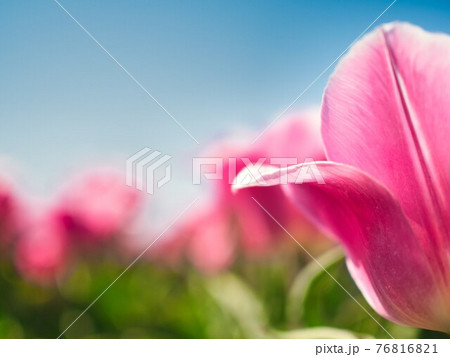 新潟県胎内市　チューリップフェスティバル 76816821