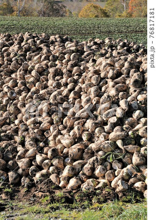 収穫後の甜菜 76817181