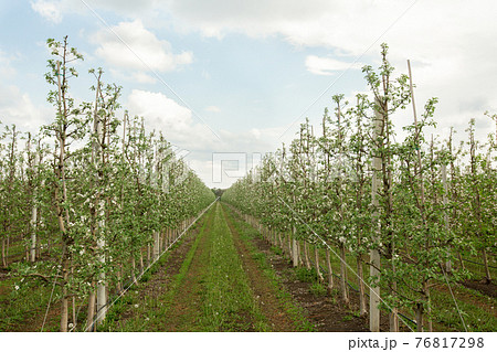 Cultivation organic fruits, agriculture and business outdoor Cultivation organic fruits, agriculture and business outdoor 76817298