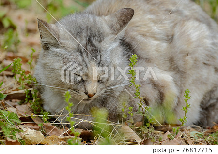 【4月中旬・猫】春の公園で居眠りする猫・サバトラ 【4月中旬・猫】春の公園で居眠りする猫・サバトラ 76817715