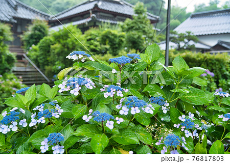 あじさい寺 長法寺の境内に咲くガクアジサイ 岡山県津山市の写真素材