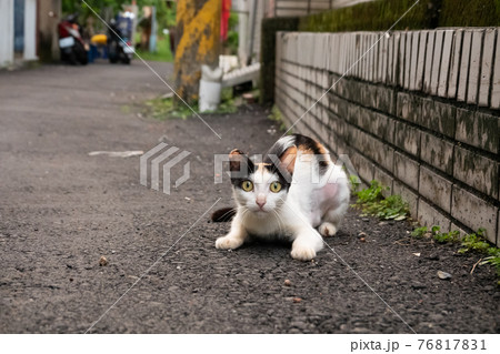little stray tortoiseshell cat 76817831