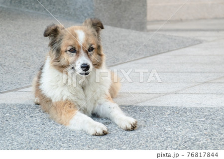 stray dog lying on a ground stray dog lying on a ground 76817844